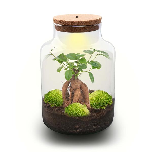 DIY Planten terrarium met licht – Milky Bonsai – Ø 21 cm ↑ 30 cm – Rake + Shovel + Tweezer + Scissors