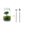 DIY terrarium – Jar – Coffea Arabica – ↕ 28 cm – Rake + Shovel