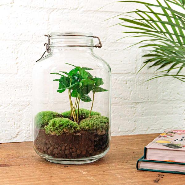 DIY terrarium – Jar – Coffea Arabica – ↕ 28 cm – Rake + Shovel + Tweezer