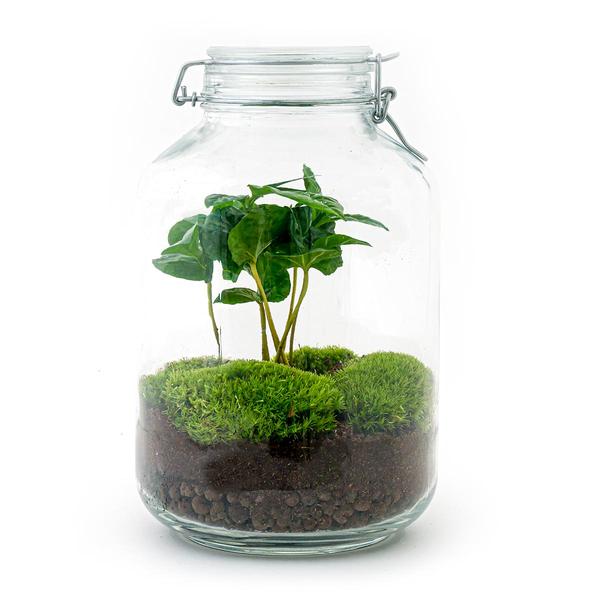 DIY terrarium – Jar – Coffea Arabica – ↕ 28 cm – Rake + Shovel + Tweezer