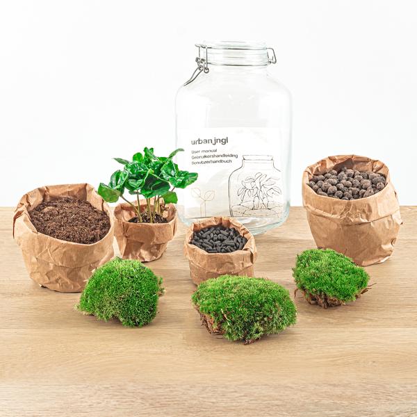 DIY terrarium – Jar – Coffea Arabica – ↕ 28 cm – Rake + Shovel + Tweezer