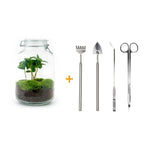 DIY terrarium – Jar – Coffea Arabica – ↕ 28 cm – Rake + Shovel + Tweezer + Scissors