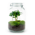 DIY terrarium – Jar – Coffea Arabica – ↕ 28 cm – Rake + Shovel + Tweezer + Scissors