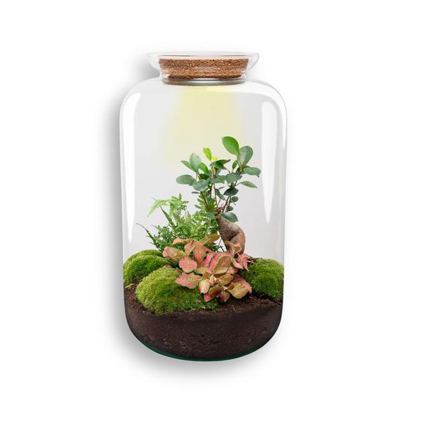 DIY terrarium – Sven XL Bonsai – Met verlichting – ↕ 43 cm – Normal