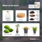 DIY terrarium – Sven XL Bonsai – Met verlichting – ↕ 43 cm – Normal