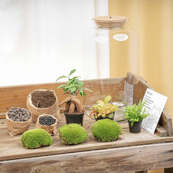 DIY terrarium – Sven XL Bonsai – Met verlichting – ↕ 43 cm – Normal
