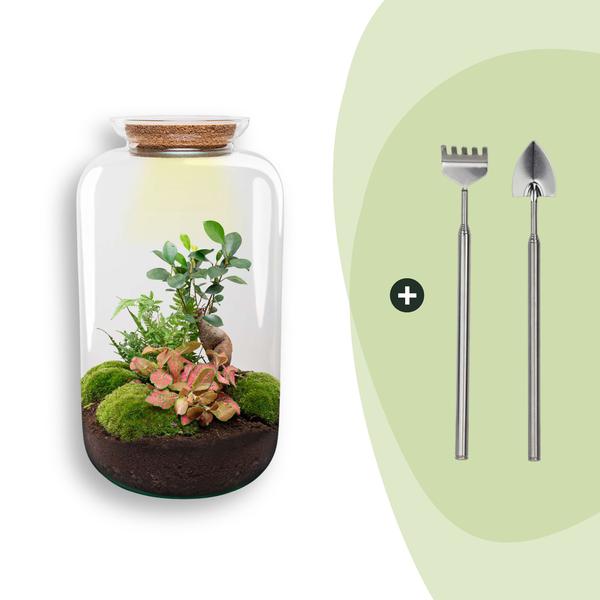 DIY terrarium – Sven XL Bonsai – Met verlichting – ↕ 43 cm – Rake + Shovel