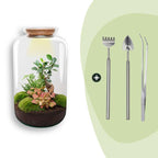 DIY terrarium – Sven XL Bonsai – Met verlichting – ↕ 43 cm – Rake + Shovel + Tweezer