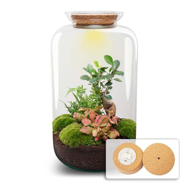 DIY terrarium – Sven XL Bonsai – Met verlichting – ↕ 43 cm – Rake + Shovel + Tweezer