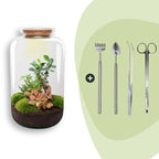 DIY terrarium – Sven XL Bonsai – Met verlichting – ↕ 43 cm – Rake + Shovel + Tweezer + Scissors