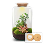 DIY terrarium – Sven XL Bonsai – Met verlichting – ↕ 43 cm – Rake + Shovel + Tweezer + Scissors
