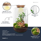 DIY terrarium – Sven XL Bonsai – Met verlichting – ↕ 43 cm – Rake + Shovel + Tweezer + Scissors