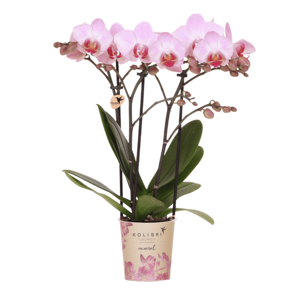 Kolibri Orchids | Roze Antwerp orchidee cadeauset – incl. giftbox, orchidee & sierpot – Ø9cm