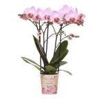 Kolibri Orchids | Roze Antwerp orchidee cadeauset – incl. giftbox, orchidee & sierpot – Ø9cm