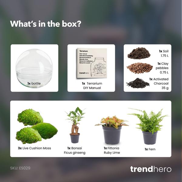 DIY Planten terrarium tweedelig bolglas – Dome XL Bonsai – Ø 28 cm ↑ 28 cm – No tools