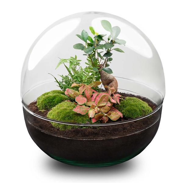 DIY Planten terrarium tweedelig bolglas – Dome XL Bonsai – Ø 28 cm ↑ 28 cm – Rake + Shovel + Tweezer + Scissors
