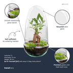 DIY Planten terrarium tweedelig bolglas – Egg Bonsai – Ø 12 cm ↑ 25 cm