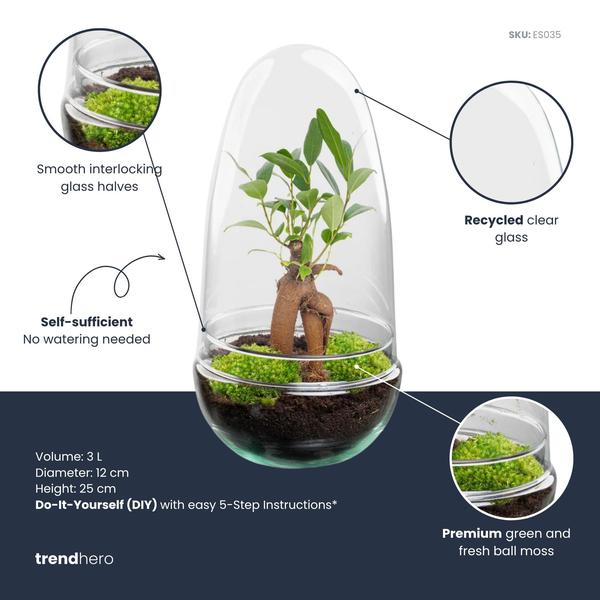 DIY Planten terrarium tweedelig bolglas – Egg Bonsai – Ø 12 cm ↑ 25 cm