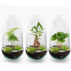 DIY Planten terrarium tweedelig bolglas – Egg Bonsai – Ø 12 cm ↑ 25 cm