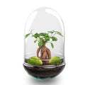 DIY Planten terrarium tweedelig bolglas – Egg XL Bonsai – Ø 17,5 cm ↑ 30 cm