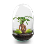 DIY Planten terrarium tweedelig bolglas – Egg XL Bonsai – Ø 17,5 cm ↑ 30 cm