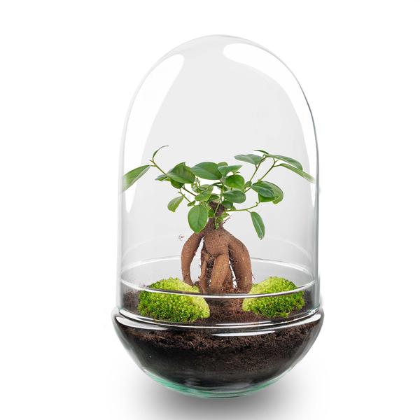 DIY Planten terrarium tweedelig bolglas – Egg XL Bonsai – Ø 17,5 cm ↑ 30 cm