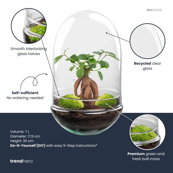 DIY Planten terrarium tweedelig bolglas – Egg XL Bonsai – Ø 17,5 cm ↑ 30 cm