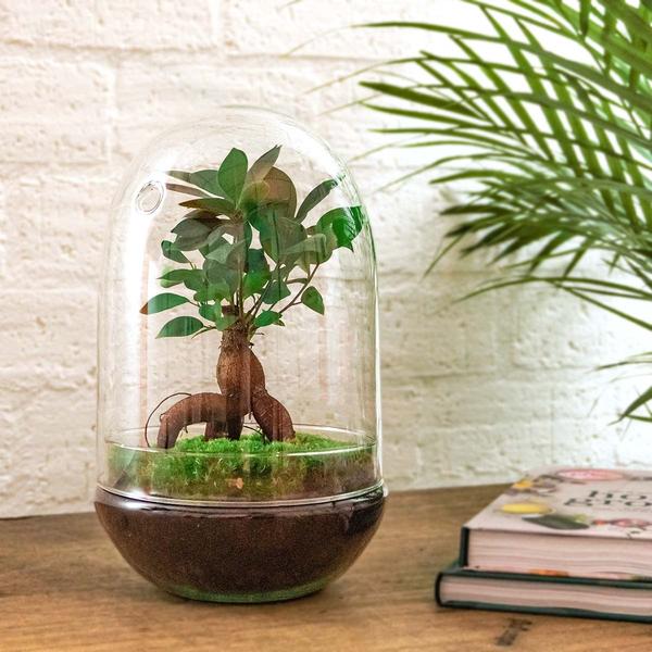 DIY Planten terrarium tweedelig bolglas – Egg XL Bonsai – Ø 17,5 cm ↑ 30 cm