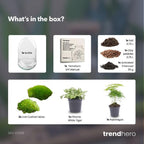 DIY Planten terrarium tweedelig bolglas – Egg XL – Ø 17,5 cm ↑ 30 cm
