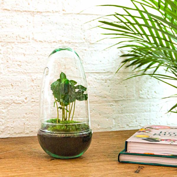 DIY Planten terrarium tweedelig bolglas – Egg Coffea – Ø 12 cm ↑ 25 cm