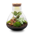 DIY Planten terrarium met licht – Sam XL Red – Ø 30 cm ↑ 32 cm – No tools