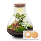 DIY Planten terrarium met licht – Sam XL Red – Ø 30 cm ↑ 32 cm – No tools