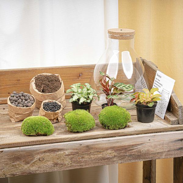DIY Planten terrarium met licht – Sam XL Red – Ø 30 cm ↑ 32 cm – No tools