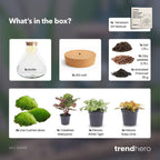 DIY Planten terrarium met licht – Sam XL Red – Ø 30 cm ↑ 32 cm – No tools