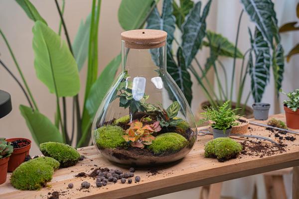 DIY Planten terrarium met licht – Sam XL Red – Ø 30 cm ↑ 32 cm – No tools