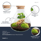 DIY terrarium – Sammie Coffea Red – Ø 22,5 cm ↑ 27 cm – Rake + Shovel + Tweezer