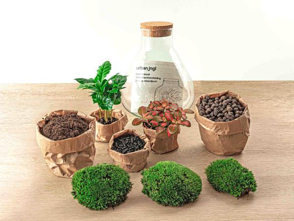 DIY terrarium – Sammie Coffea Red – Ø 22,5 cm ↑ 27 cm – Rake + Shovel + Tweezer