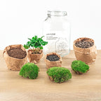 DIY terrarium – Jar – Coffea Arabica – ↕ 28 cm – Normal Jar
