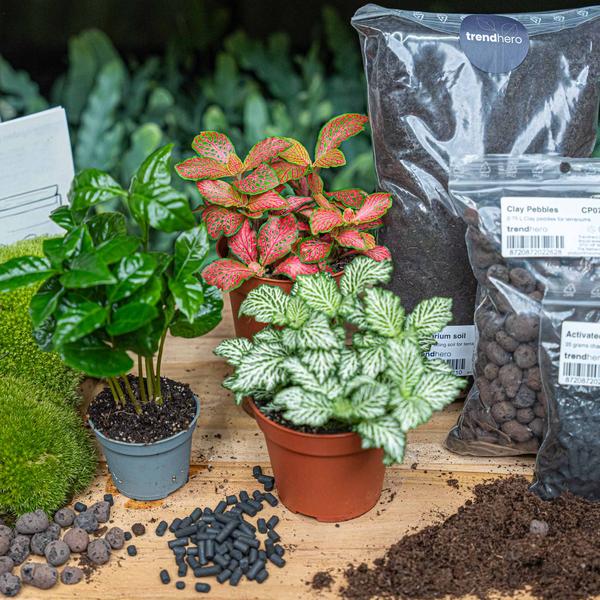 Planten terrarium navulling & startpakket – Coffea Arabica