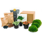 Planten terrarium navulling & startpakket – Coffea Arabica