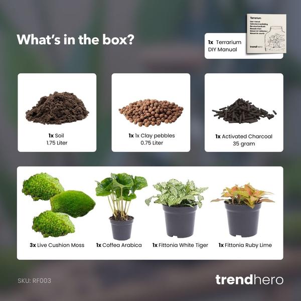 Planten terrarium navulling & startpakket – Coffea Arabica