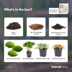 Planten terrarium navulling & startpakket – Coffea Arabica