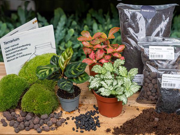 Planten terrarium navulling & startpakket – Calathea Makoyana – Package 2