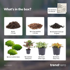 Planten terrarium navulling & startpakket – Calathea Makoyana – Package 2