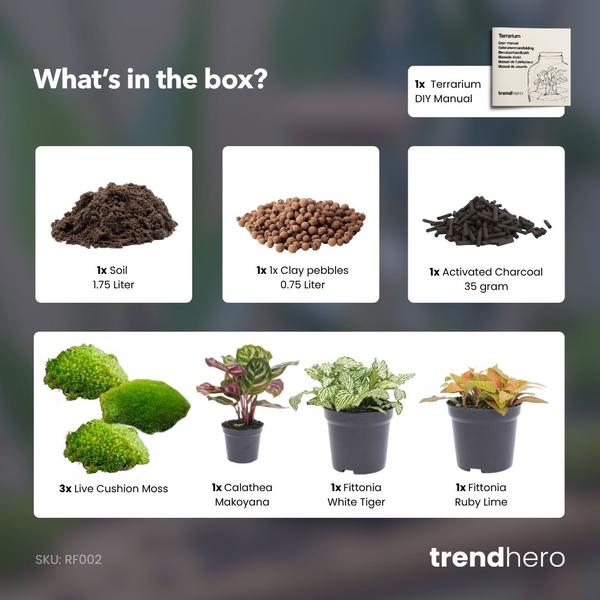 Planten terrarium navulling & startpakket – Calathea Makoyana – Package 2