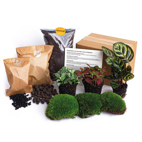 Planten terrarium navulling & startpakket – Calathea Makoyana – Package 2