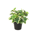 Kunst Klimop Witbont – 19 cm | Hedera Kunstplant
