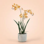 Renanthera Orchidee Geel & Oranje in pot – 56 cm – Kunstplant
