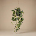 Fittonia – hangplant in pot – 70 cm – Kunstplant