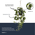 Fittonia – hangplant in pot – 70 cm – Kunstplant